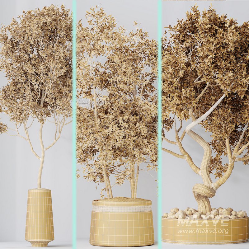 Indoor plant set 67 - Image 12