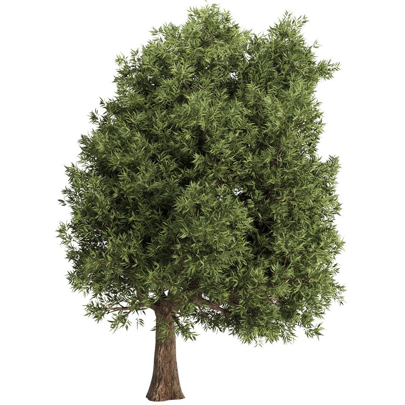 Olive Tree Set15 - Image 4