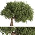 Olive Tree Set16 - Thumbnail 1