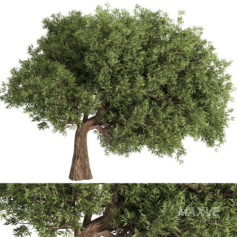Olive Tree Set16 - Image 1