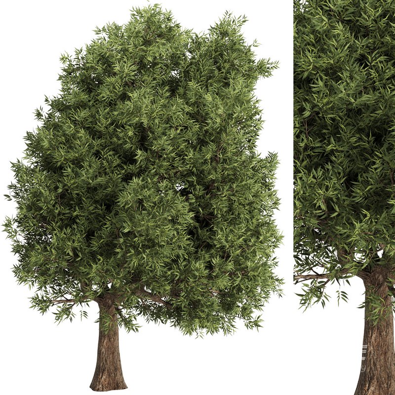 Olive Tree Set15 - Image 1