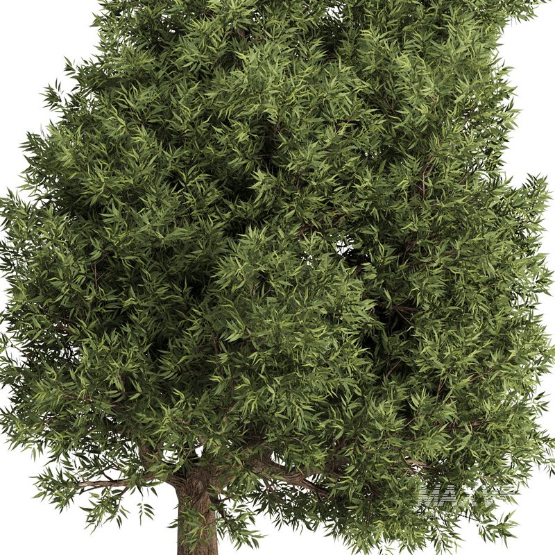 Olive Tree Set15 - Image 3