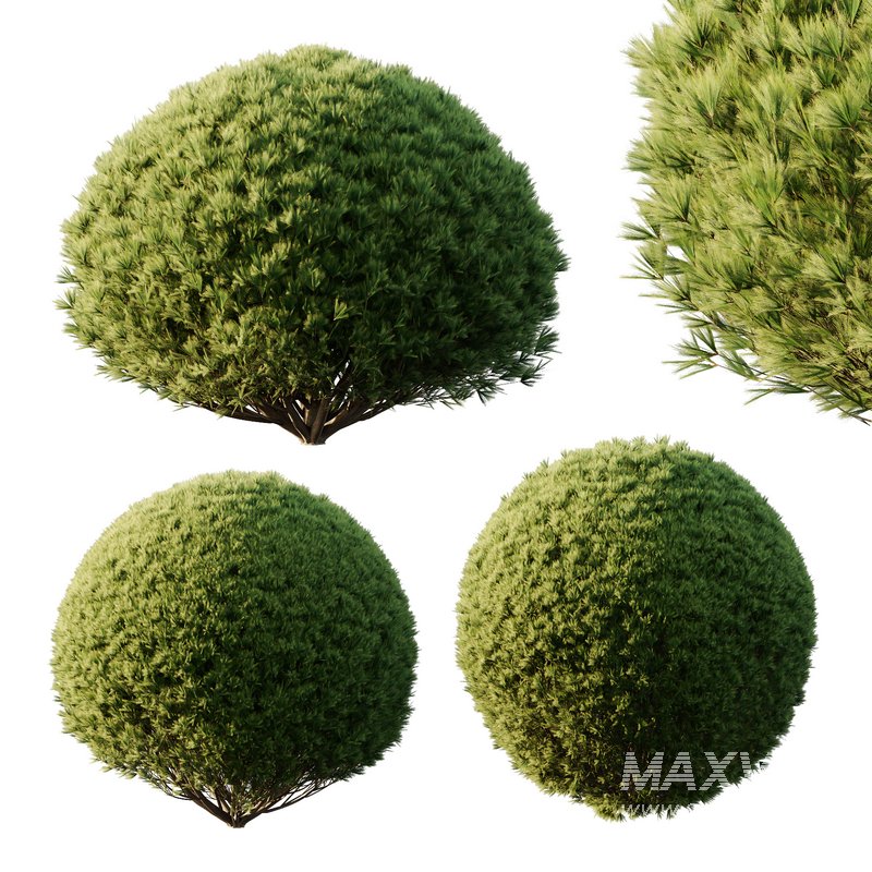 Pinus Mugo Bush06 - Image 2