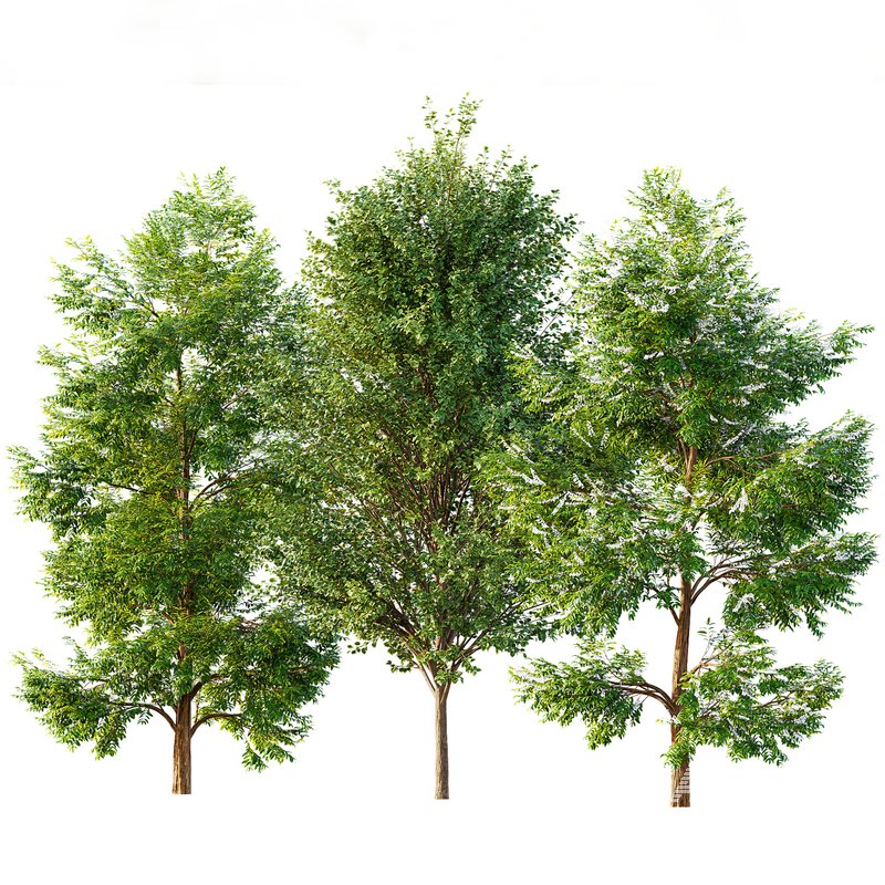 Black locust blossom and Canadian Poplar - Image 2