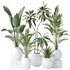 indoor plants set 96 Strelitzia Reginae Nicolai and Mountain Kentia Palm - Thumbnail 9