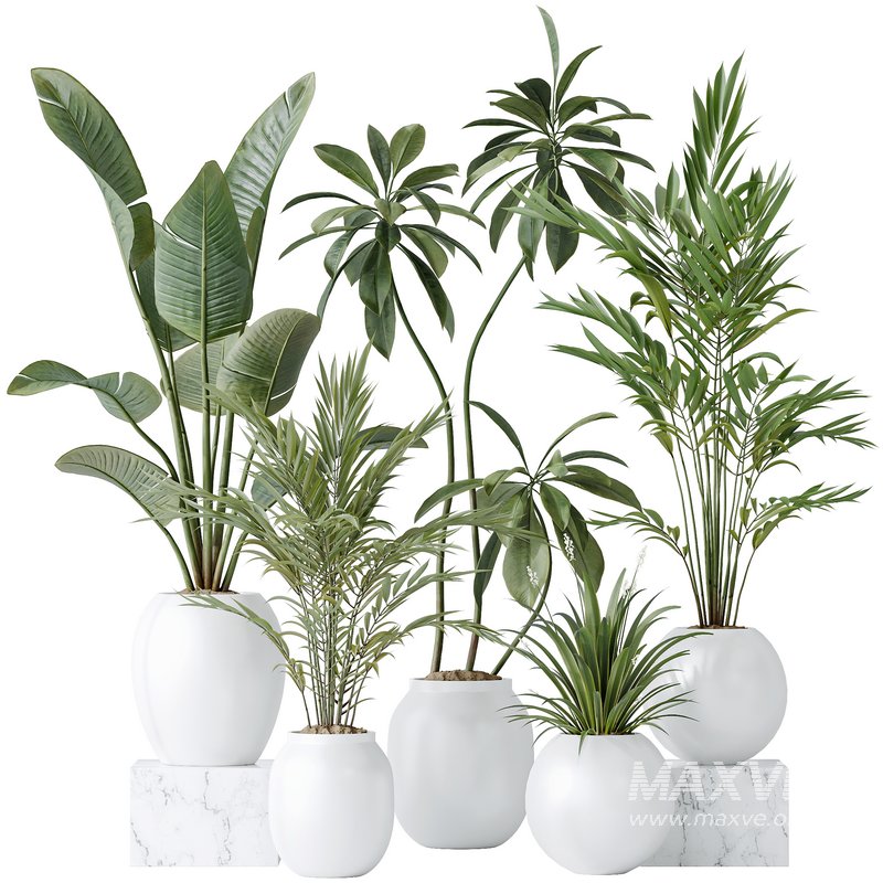 indoor plants set 96 Strelitzia Reginae Nicolai and Mountain Kentia Palm - Image 9