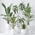 indoor plants set 96 Strelitzia Reginae Nicolai and Mountain Kentia Palm - Thumbnail 1