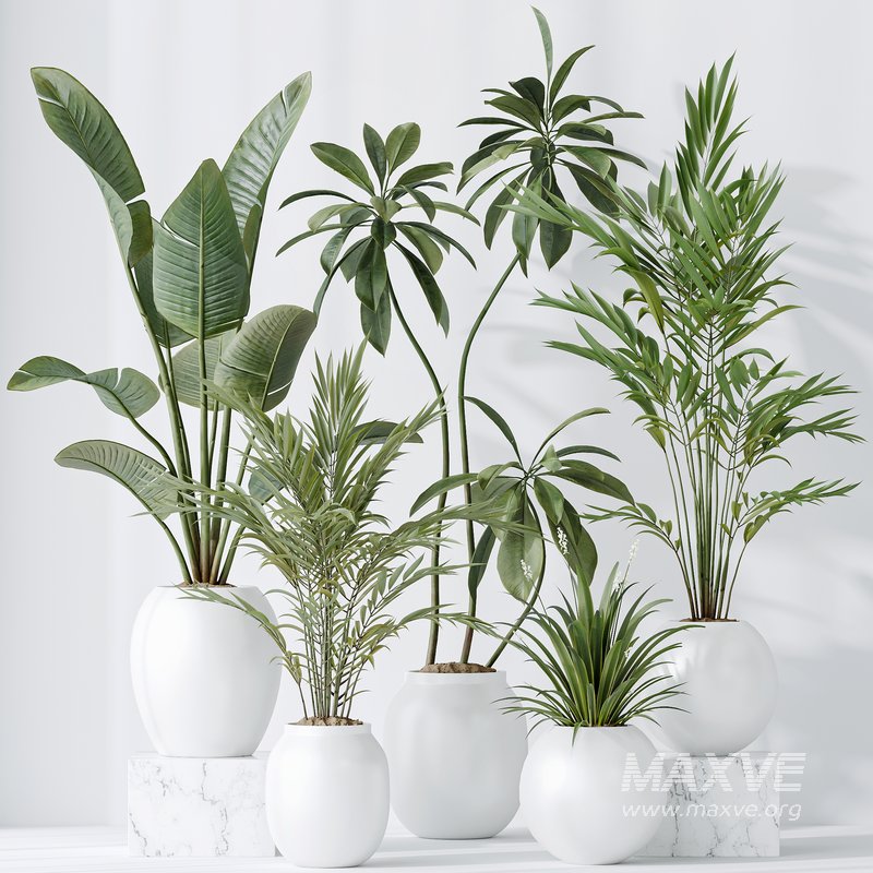 indoor plants set 96 Strelitzia Reginae Nicolai and Mountain Kentia Palm - Image 1