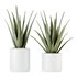 HQ HousePlants Aloe Vera Succulents - Thumbnail 1