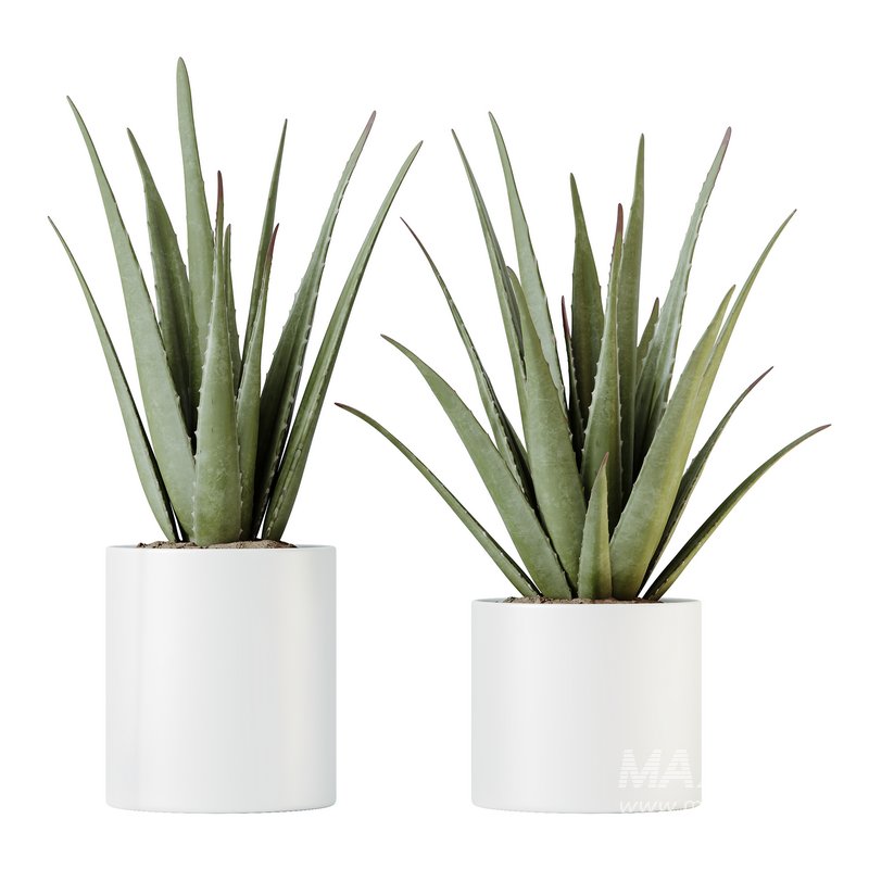 HQ HousePlants Aloe Vera Succulents - Image 1