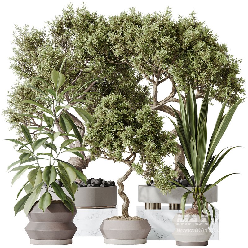 Indoor plants set 71 Wilsonii Chemlali Olive Bonsai Ginseng - Image 1