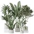 Indoor plants set 78 Chemlali Olive and ParadiseBird and Dracaena - Thumbnail 1