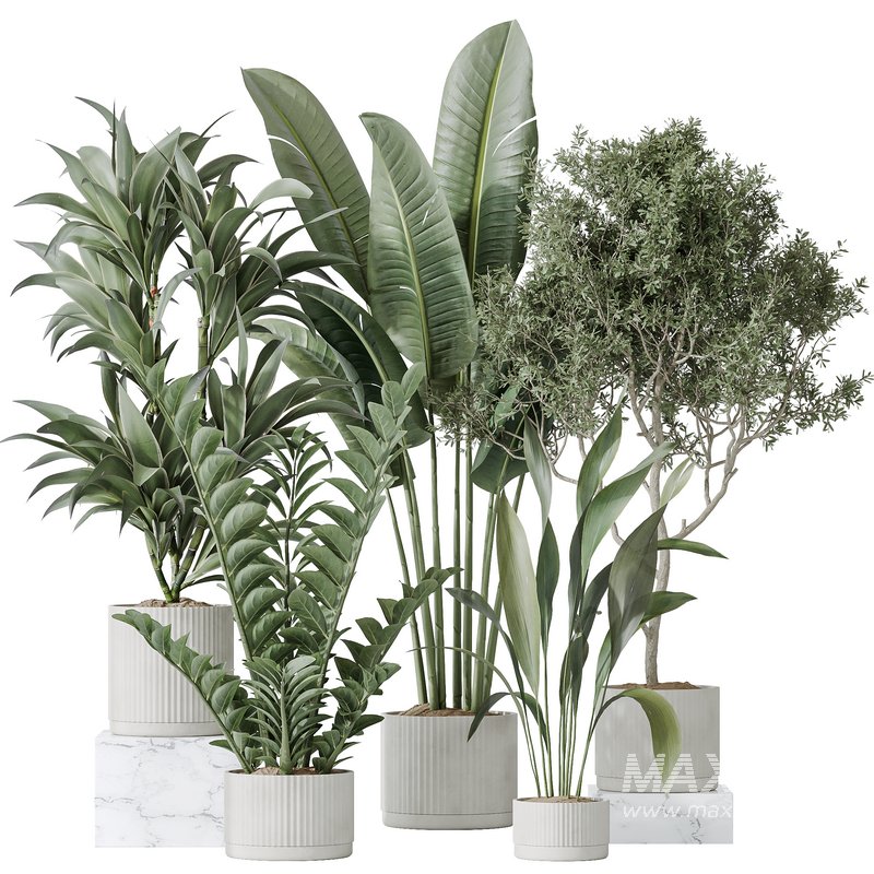 Indoor plants set 78 Chemlali Olive and ParadiseBird and Dracaena - Image 1