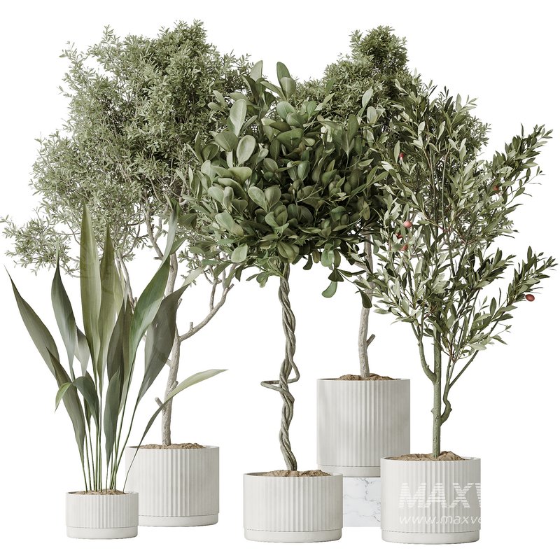 Indoor plants set 79 Wilsonii Chemlali Olive and Ficus Microcarpa and Mission Olive - Image 1