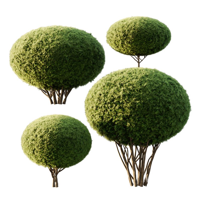 Pinus Mugo Bush10 - Image 1