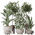 Indoor plants set 74 Ficus Microcarpa Indian Laurel and Ficus Cyathistipula African Fig and Aspidistra Elatior and ParadiseBird - Thumbnail 1