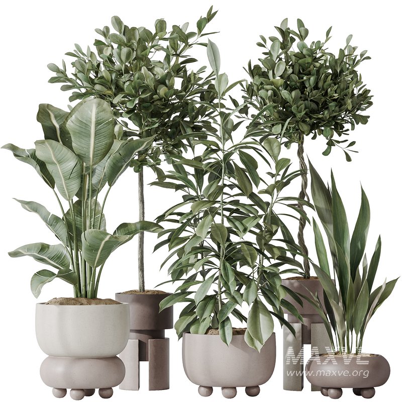 Indoor plants set 74 Ficus Microcarpa Indian Laurel and Ficus Cyathistipula African Fig and Aspidistra Elatior and ParadiseBird - Image 1
