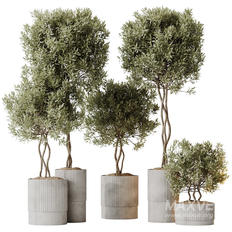 HousePlants Mission Kalamata Leccino Arbequina Wilsonii Chemlali Olive Set 37 - Image 1