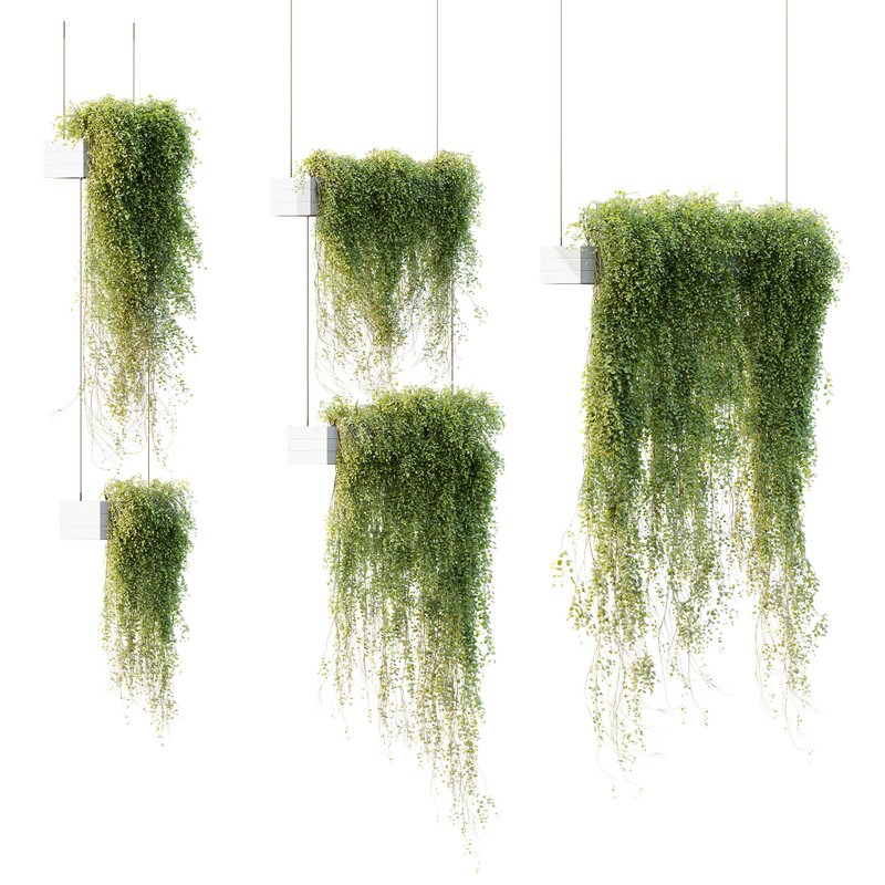 HQ HousePlants Hanged On Plants Set01 - Image 1