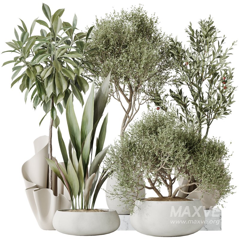 Indoor plants set 86 Mission Kalamata Olive and Ficus African Fig and Aspidistra Elatior - Image 1