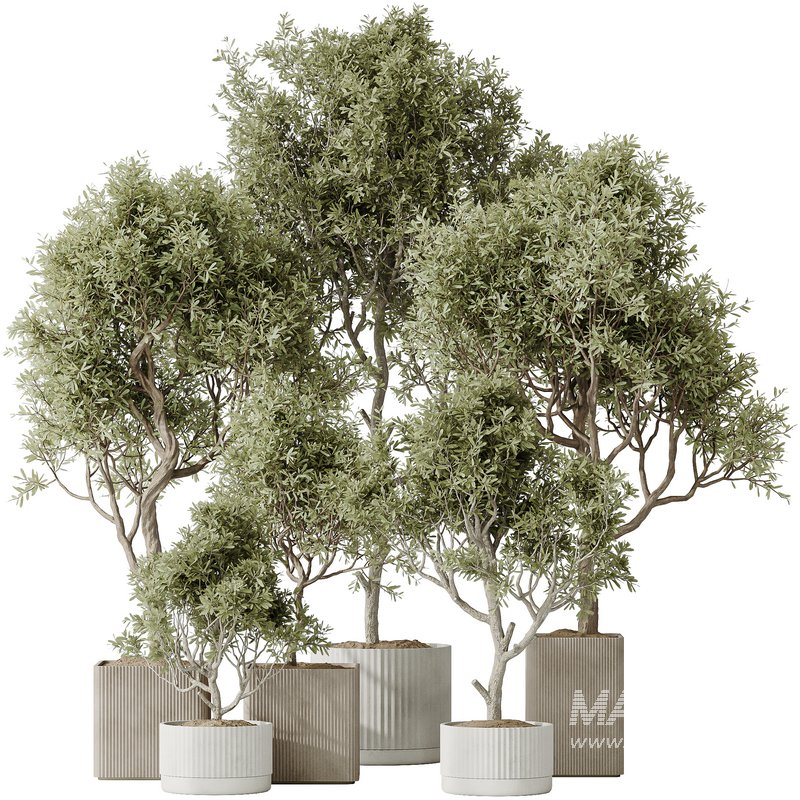 Indoor plants set 80 Mission Kalamata Leccino Arbequina Wilsonii Chemlali Olive - Image 1