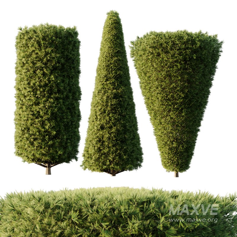 Pinus Mugo Bush05 - Image 1