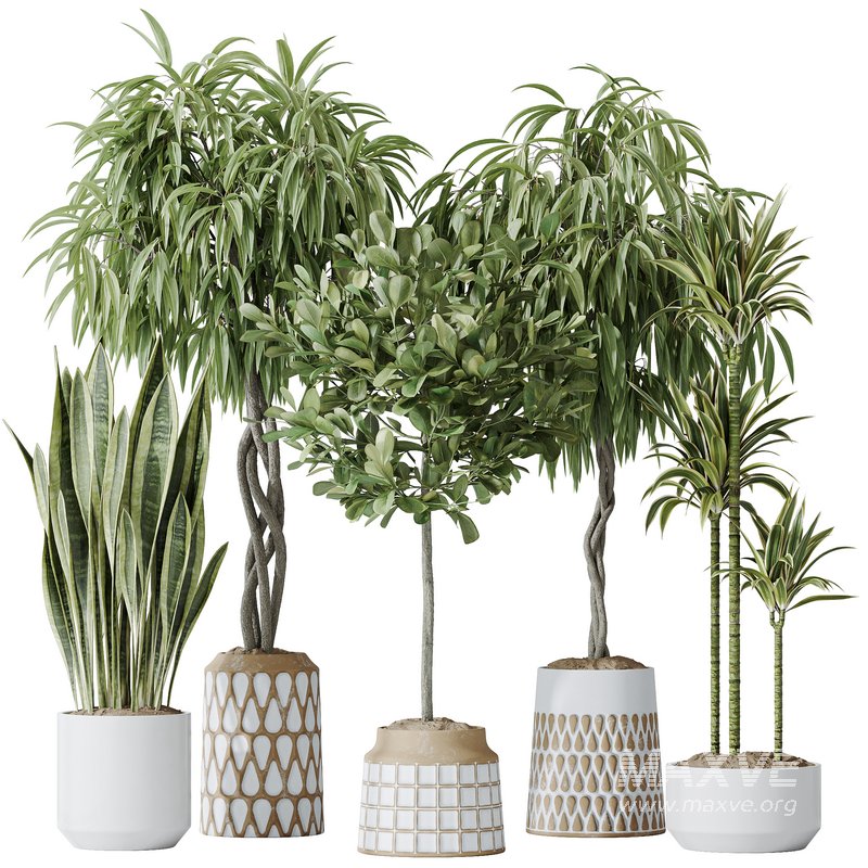 Indoor plants set 85 Ficus Binnendijkii and Indian Laurel - Image 1