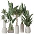 Indoor plants set 77 Bird Of ParadiseBird and Schefflera Arboricola and Warneckii Lemon and Zamioculcas Zamiifolia - Thumbnail 1