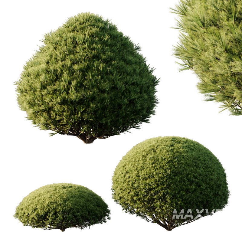 Pinus Mugo Bush03 - Image 2