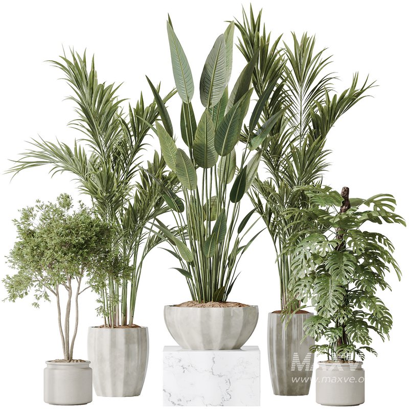 Indoor plants set 83 Areca Majesty Palm and ParadiseBird and Chemlali Olive and Elegant Monstera - Image 1