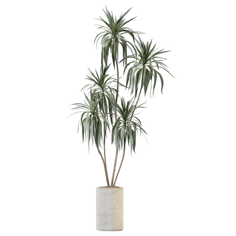 HQ HousePlants Dracaena Warneckii Lemon Lime Cane Dragon Version07 - Image 1