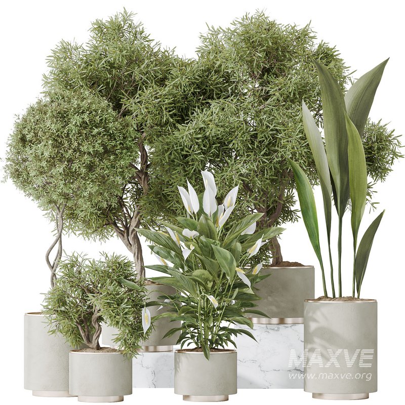 Indoor plant set 64 - Image 1