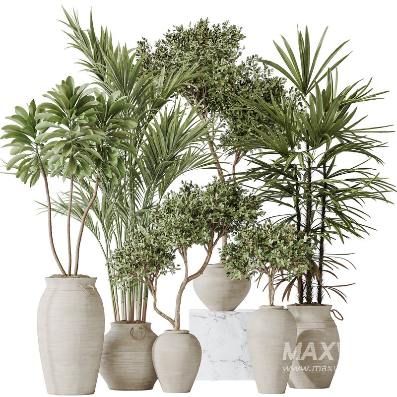 Indoor plants set 87 Mission Olive and Areca Reed Palm and Palm Hydro Care - Image 1