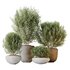 HQ HousePlants Mission Kalamata Leccino Arbequina Wilsonii Chemlali Olive Set 45 - Thumbnail 1