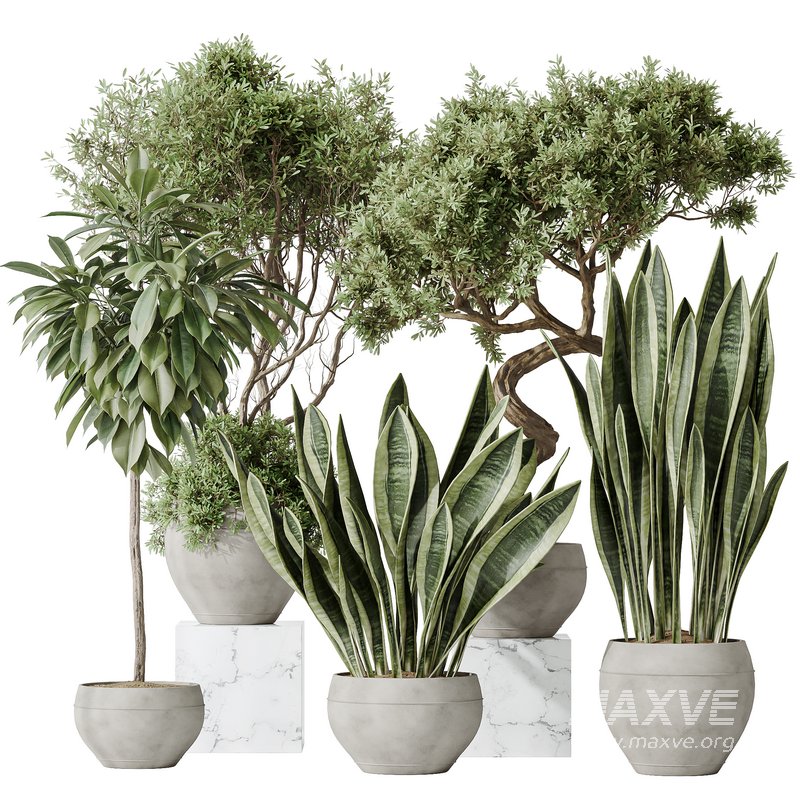 Indoor plants set 82 Ficus Cyathistipula and Green Sansevieria and Wilsonii Chemlali Olive - Image 1