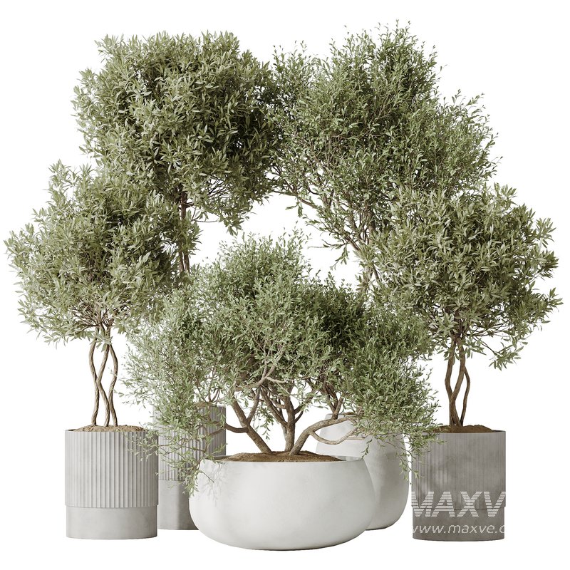 Indoor plants set 89 Arbequina Wilsonii Chemlali Olive Set - Image 1