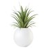 HQ HousePlants Decorative Green Dracaena Cane Dragon - Thumbnail 1