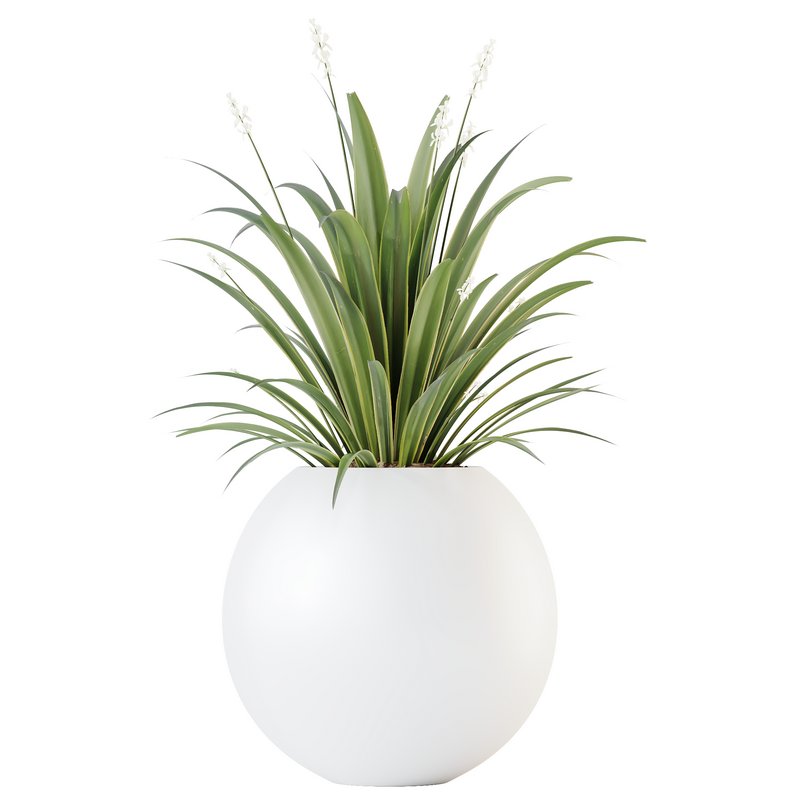 HQ HousePlants Decorative Green Dracaena Cane Dragon - Image 1