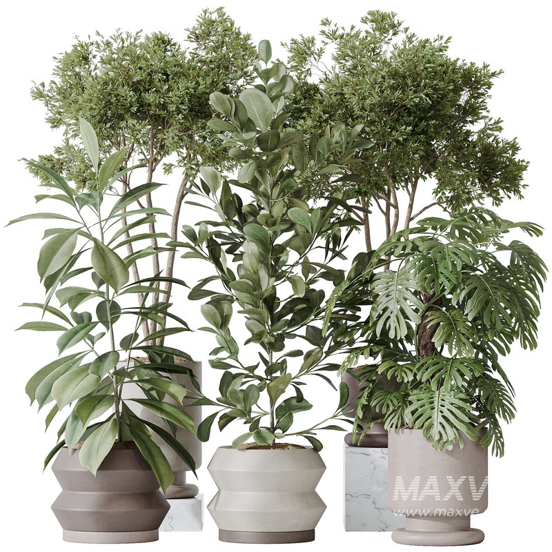 Indoor plants set 76 Wilsonii Chemlali Olive and Elegant Monstera and Ficus Microcarpa - Image 1