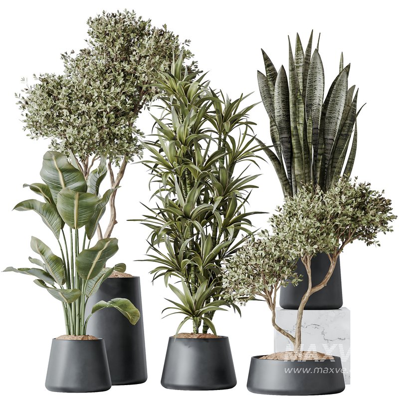 Indoor plants set 84 Olive Tree and ParadiseBird - Image 1