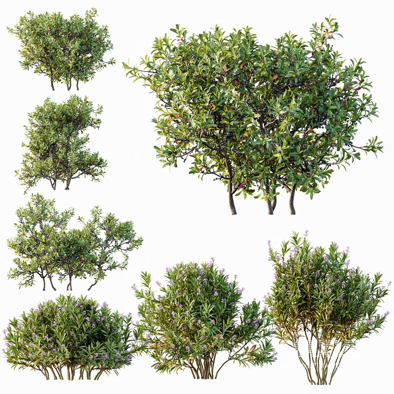 Nerium Kaner Rose Pink and Morella Bayberry Candleberry Northern Fruit - Image 1