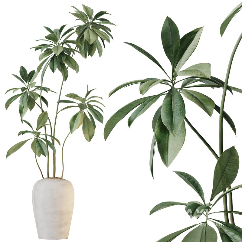 HQ HousePlants Ficus Cyathistipula African Fig Version4 - Image 1