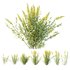 HQ Plants Linaria Vulgaris Yellow Toadflax - Thumbnail 1
