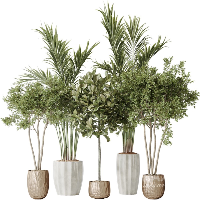 Indoor plants set 72 Majesty Cat Reed Palm Ficus Moclame Indian Laurel Kalamata Wilsonii Chemlali Olive - Image 1