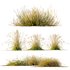 Carex Testacea Orange and Molinia Caerulea Fire Grasses - Thumbnail 1