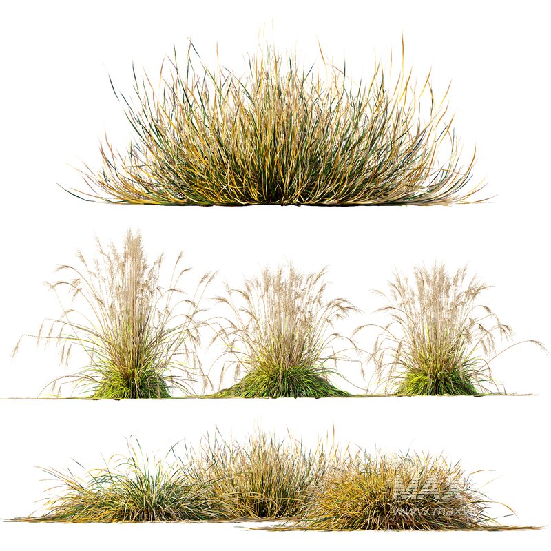 Carex Testacea Orange and Molinia Caerulea Fire Grasses - Image 1