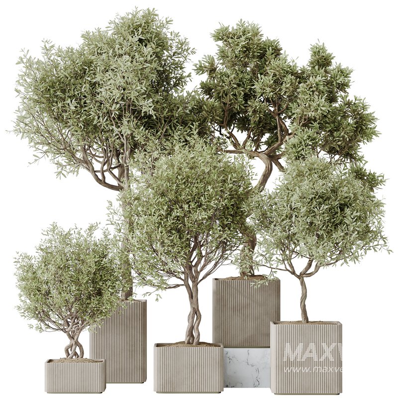 indoor plants set 95 Mission Kalamata Chemlali Olive and Ficus - Image 1