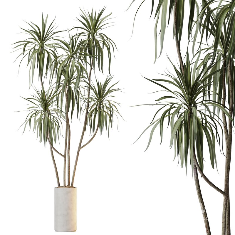 HQ HousePlants Dracaena Warneckii Lemon Lime Cane Dragon Version06 - Image 1