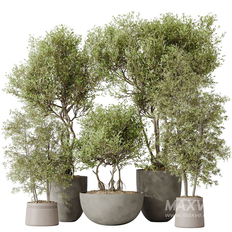 Indoor plants set 69 Mission Kalamata Leccino Arbequina Wilsonii Chemlali Olive - Image 1