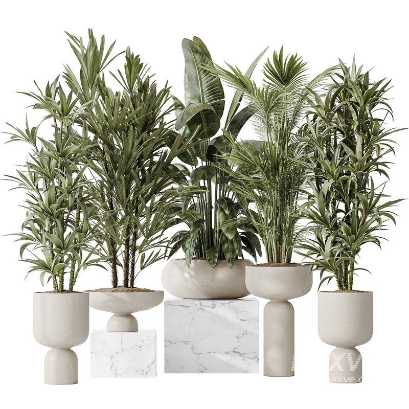 Indoor plants set 81 Areca Majesty and Rhapis Lady Palm and Lemon Lime Cane Dragon and ParadiseBird - Image 1